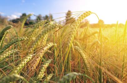 Комитет «ОПОРЫ РОССИИ» по сельскому хозяйству провел очередное заседание Комитета