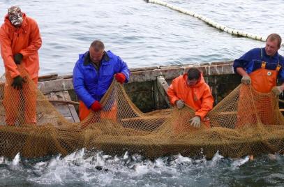 Рыбаки попросили Владимира Путина остановить передел в отрасли